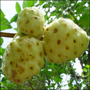 Productos de noni